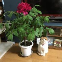 あかりんご! 会員画像