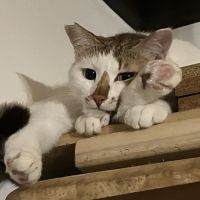 カープさん