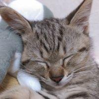 かけうどん 会員画像