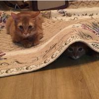 猫になりたい人(笑) 会員画像