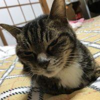 nyalone 会員画像