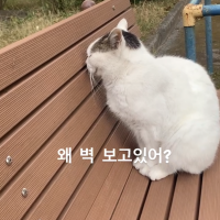 こねぎくん 会員画像