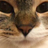 からし猫 会員画像
