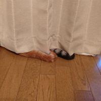 くるみねこ 会員画像
