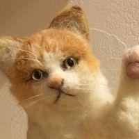 はつだん 会員画像