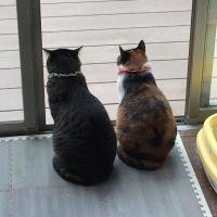 サスケ母さん 会員画像