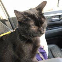 ねこぷりん 会員画像