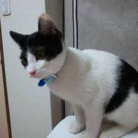 ジャスミンまま 会員画像
