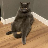 ヤムチャ 会員画像