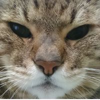 北極猫さん