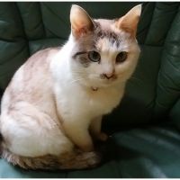 猫好きまちゃ 会員画像