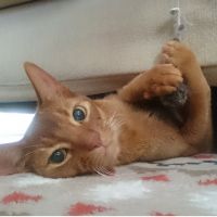トシロウ 会員画像