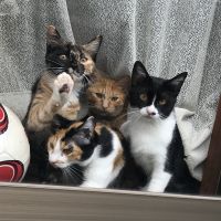 たまやまにゃんこ 会員画像