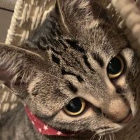 ふくてぃーさん