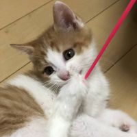 マナママ 会員画像