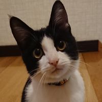 モモタロウ163さん