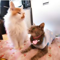 mi.nyanta 会員画像
