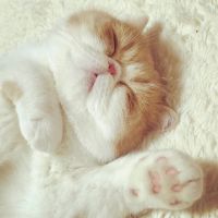 ちぇりすじ 会員画像