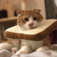 popopoさん