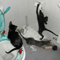 にあのおや 会員画像