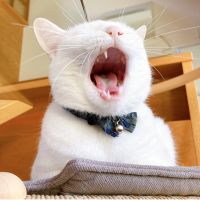 ねこねこ__ 会員画像