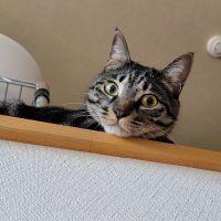 ナオ3 会員画像