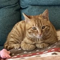 にゃつたろ 会員画像