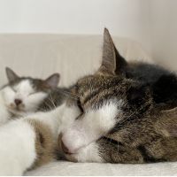 あおきいろ 会員画像