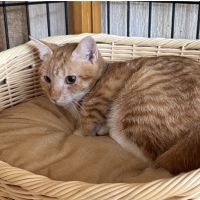 soranokaiさん
