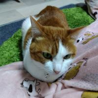 空響ままごと 会員画像