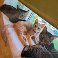 くつ下をはいた猫さん