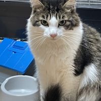 あさちゃんまんさん