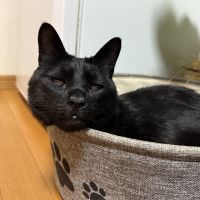 さとうあんこ 会員画像