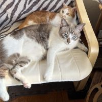 かこかの 会員画像