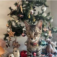 はなこつぶさん