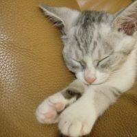 ゴンとビー 会員画像