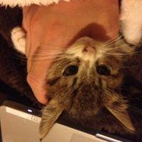 バーベナ 会員画像