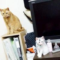 会員画像