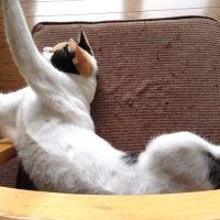 うめ鰹 会員画像