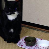 ゴマモモさん
