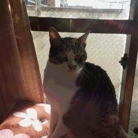 ニャ太郎 会員画像