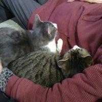 まんごもも 会員画像