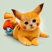 ぽんぽこねこ 会員画像