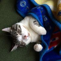 ひまやん 会員画像