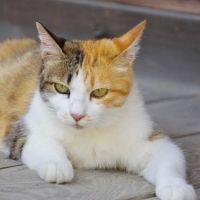 ドリアン 会員画像