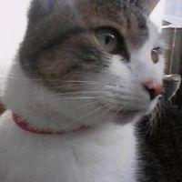 ぴっこ 会員画像