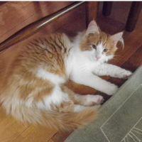 猫】その他(その他) - 愛猫家は、なぜ猫に優しくて人に厳しいんですか 