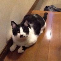 ぶうちゃんの父 会員画像