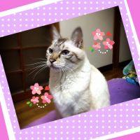 ねるママ 会員画像