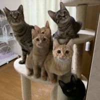 ビアンカ・ナイツ 会員画像